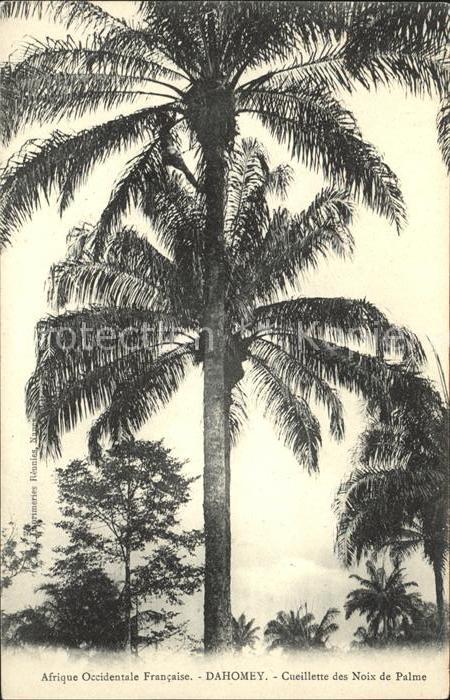 Dahomey Cueillette des Noix de Palme Serie Afri