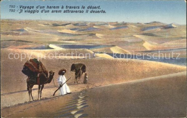 Kamel  Camel Chameau Wüste Harem