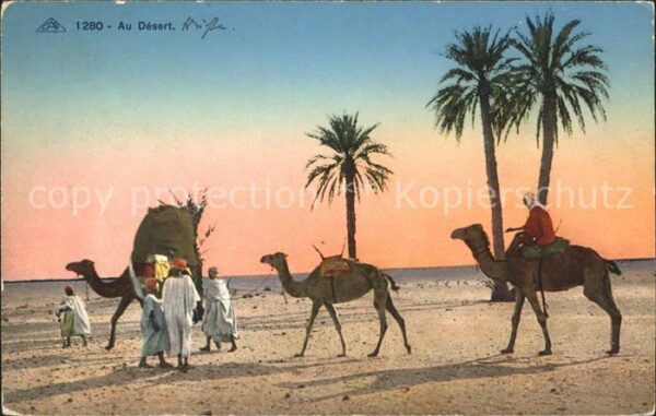Kamel  Camel Chameau Wüste Palmen Typen desert