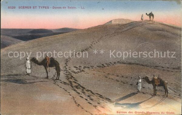 Kamel  Camel Chameau Wüste Typen