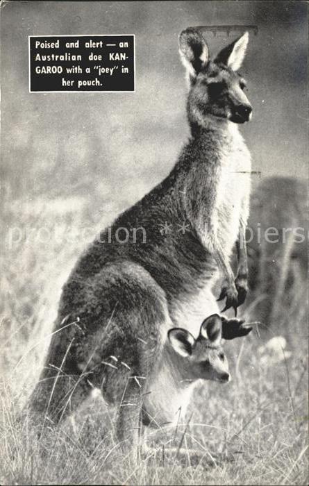Tiere Kängurus