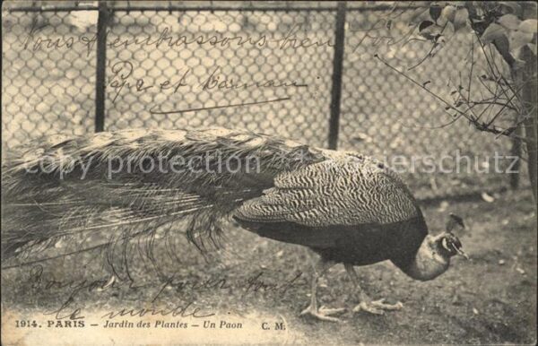 Voegel Pfau Paris Jardin des Plantes Paon