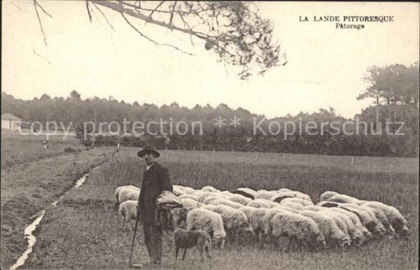 Schafe Hirte Paturage Lande Pittoresque