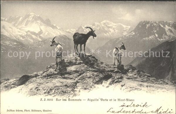 Ziege Sommets Aiguille Verte Mont-Blanc