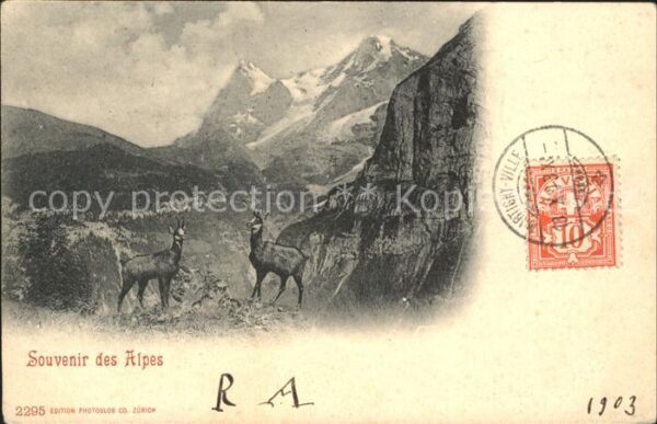 Gemse Souvenir des Alpes