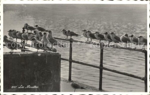 Moewen Mouettes