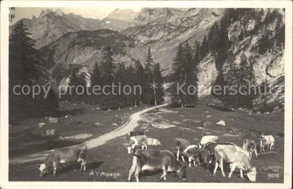 Kuehe Alpage