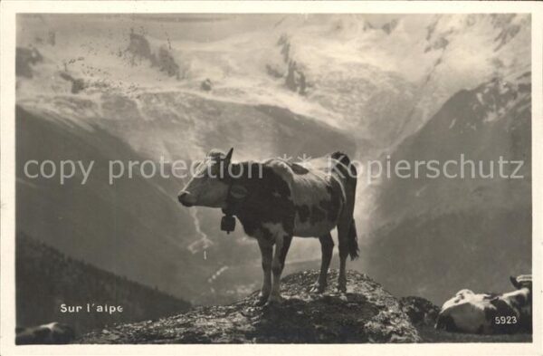 Kuehe Sur l'alpe