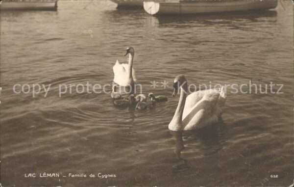 Schwan Lac Leman Famille de Cygnes