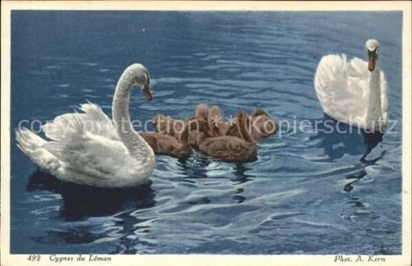 Schwan Cygnes du Leman