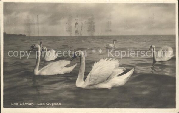 Schwan Lac Leman Cygnes