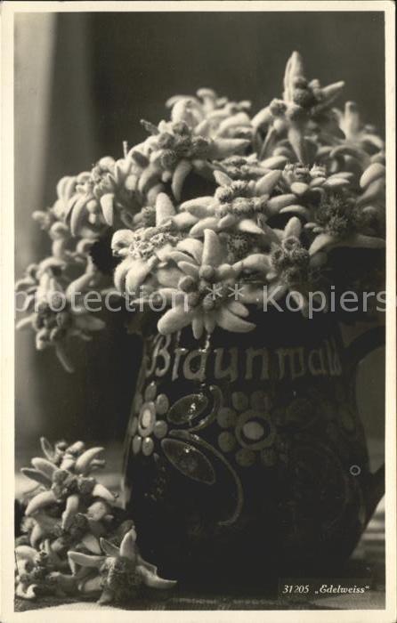 Edelweiss