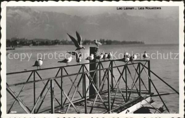 Moewen Lac Leman Moueettes