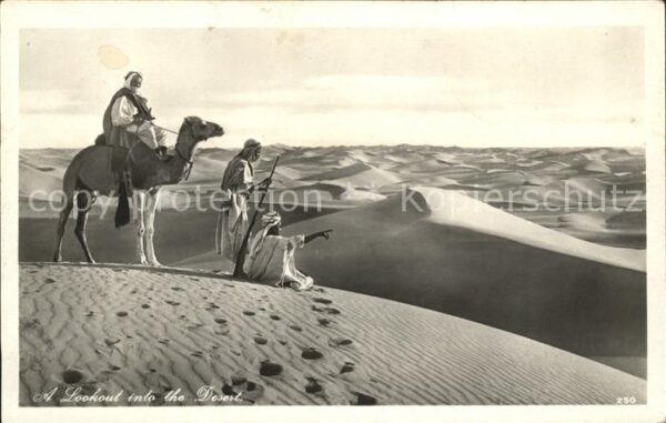 Kamel  Camel Chameau Typen Wüste