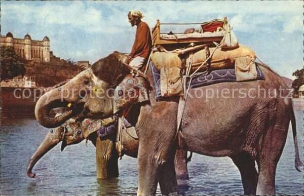 Elefant Elephant Ride Jaipur