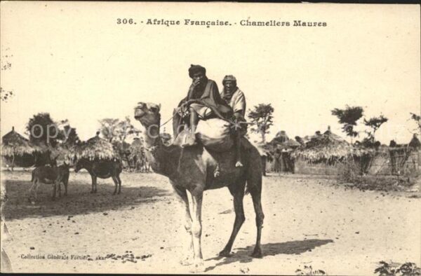 Kamel  Camel Chameau Afrique Francaise Chameliers Maures