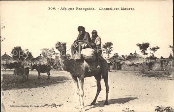 Kamel  Camel Chameau Afrique Francaise Chameliers Maures