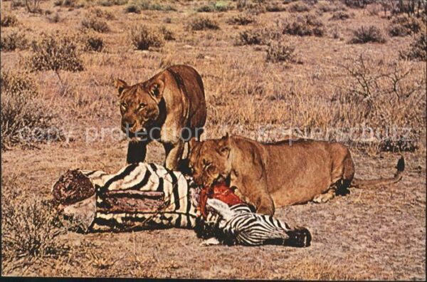 Loewe Zebra Beute Fang