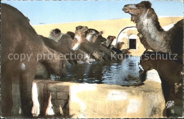 Kamel  Camel Chameau Kairouan Chameaux a l'Abreuvoir