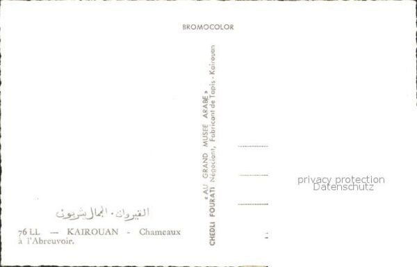 Kamel  Camel Chameau Kairouan Chameaux a l'Abreuvoir – Bild 2