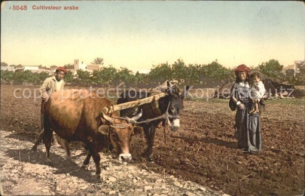 Landwirtschaft Cultivateur arabe Esel Ochse Kuh