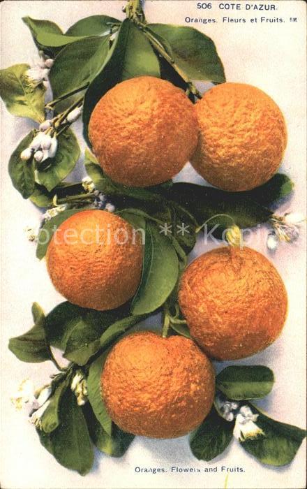 Orangen Oranges Cote d_Azur Blüten und Früchte
