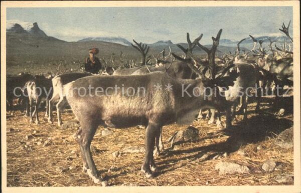 Rentier Lappland