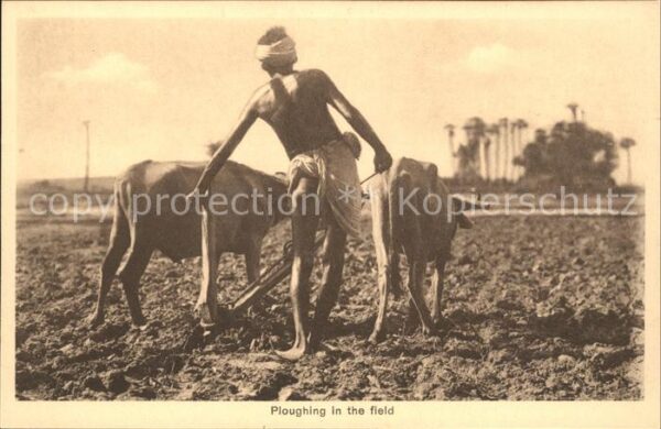 Landwirtschaft Indien Kühe Ploughing in the field
