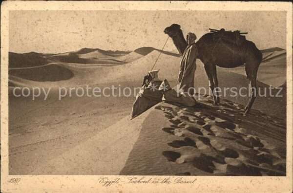 Kamel  Camel Chameau Ägypten Wüste