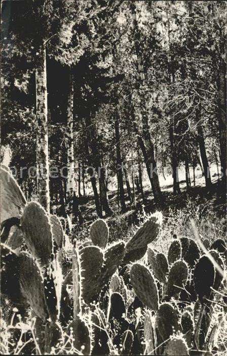Kakteen Balfour-Wald Ginegar