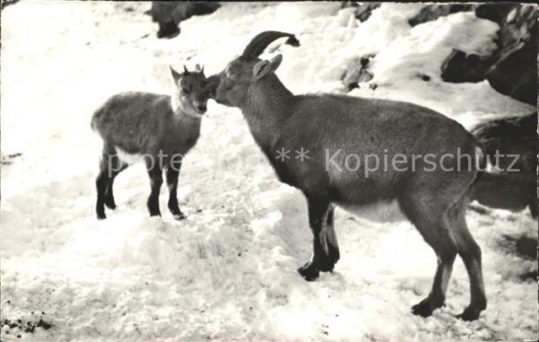 Tiere Steinwild Mütterliche Pflege
