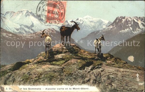 Ziege Sommets Aiguille Mont-Blanc