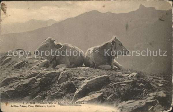 Kuehe Torrentalp Loueche-les-Bains