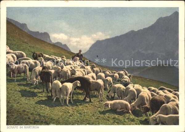 Hirte Schafe Rhätikon