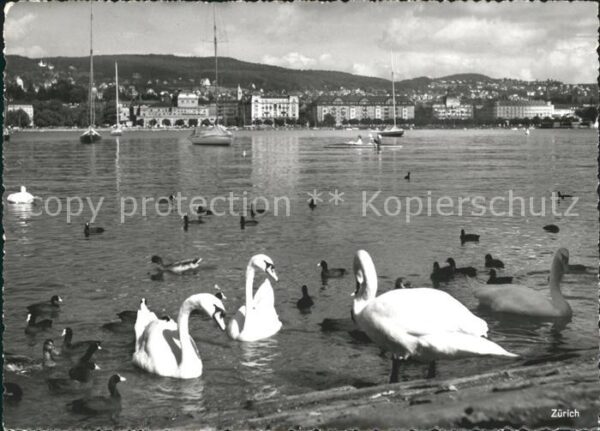 Schwan Enten Zürich
