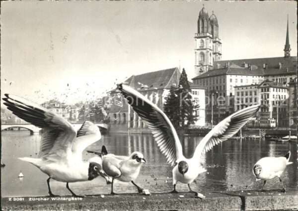 Moewen Zürich