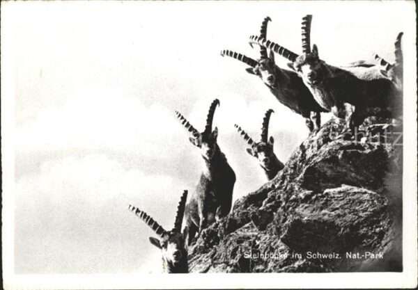 Steinbock Schweiz. Nat.-Park