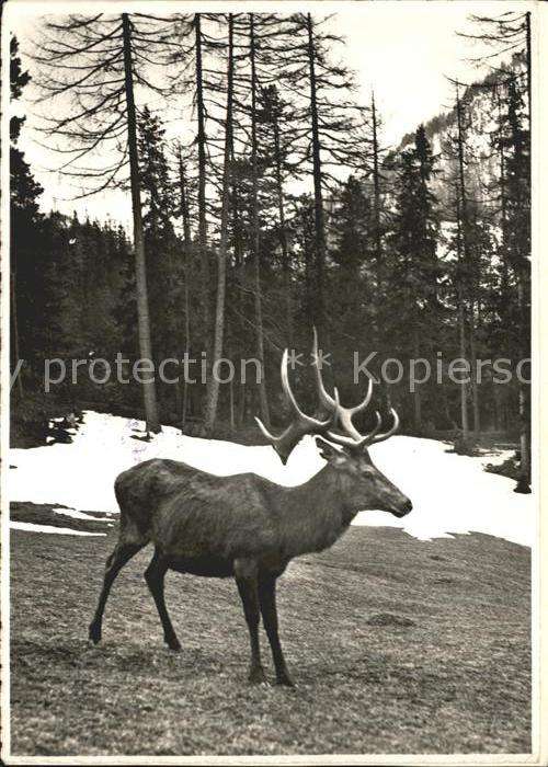Hirsch Foto Fretz Zürich