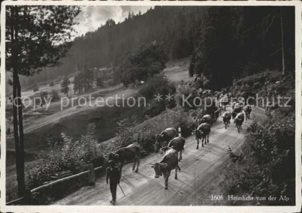Kuehe Heimkehr von der Alp