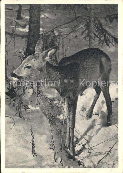 Reh Winterwald