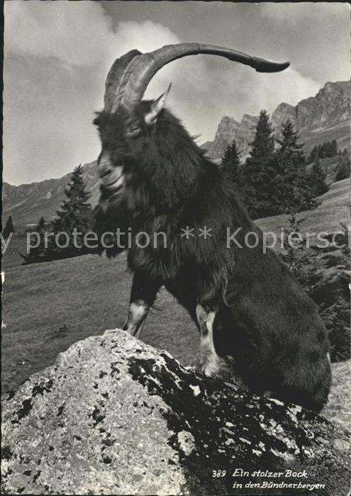 Steinbock Bündnerbergen