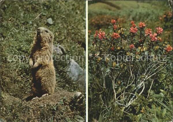Murmeltier Marmotte Marmot Alpenrose Liechtenstein