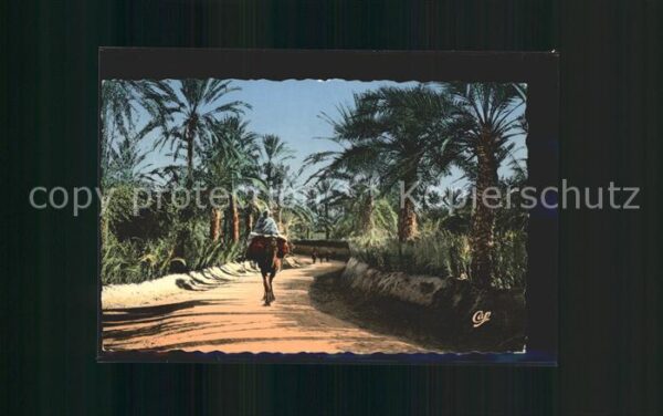 Kamel  Camel Chameau Palmen Oasis