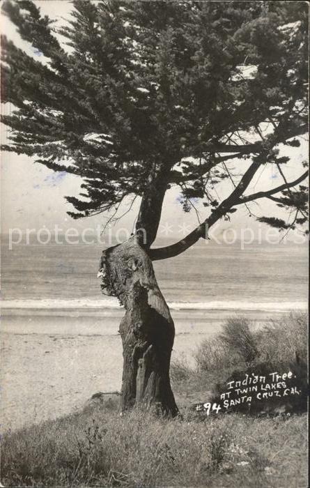 Baeume Trees Indian Tree Twin Lakes Santa Cruz