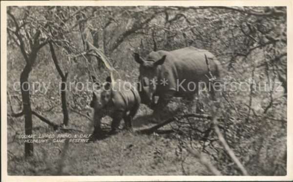Nashorn Square lipped rhino calf Hluhluwe Fame
