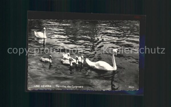 Schwan Schwanenfamilie Lac Leman
