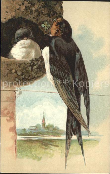 Voegel Schwalben Nest Kleeblatt