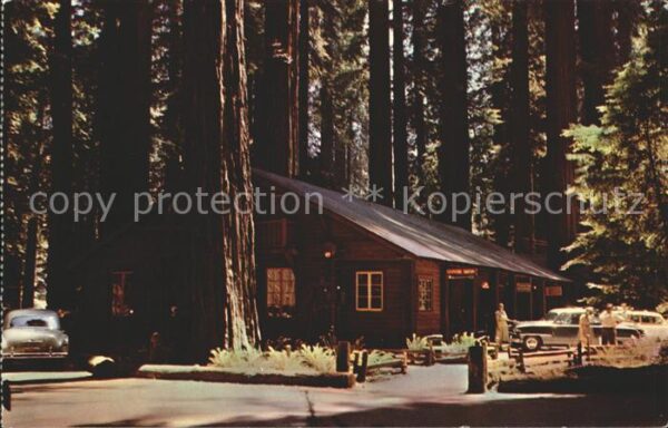 Garberville Richardson Grove State Park