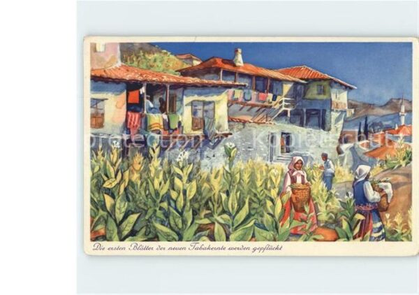 Melnik Bulgarien Tabakernte Illustration