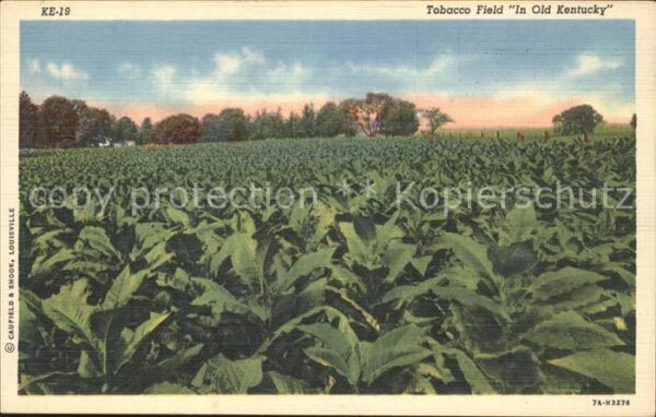 Kentucky US-State Tobacco Field in Old Kentucky